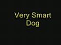 144 - A smart dog \u2013 BestofYouTube.com