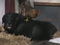 Puppy love: Chicken,  dog inseparable