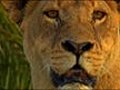 VIDEO: &#039;Last Lions&#039; focus of new film