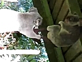 Bagarre de koalas