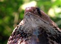 Cobra Vs. Monitor Lizard