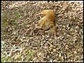 Funny Golden Retriever