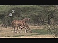 Girafe Réticulée (Inventaire,  la série animalière qui compte !)