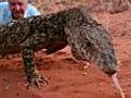 Perentie catching rabbit