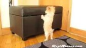 Puppy Tries To Jump Over Obstacle