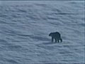 Cold wildlife