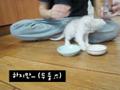 생큐만 마시는 귀여운 아기 고양이 ^^