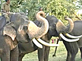 Celebrating Pongal with the Jumbo in Tamil Nadu