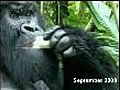 Fears grow for Congo&#039;s gorillas