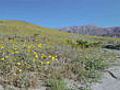 Death Valley bloom