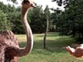 Bert meets and eats ostriches