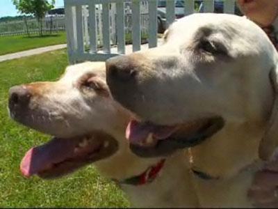 Blind Dog Has Own Seeing-Eye Dog