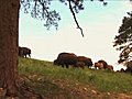 (1113) Bison Grazing On Spring Grass Ranchland With Nursing Calves Stock Footage