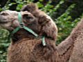 camel