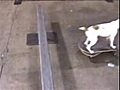 Un chien qui assure vraiment en skate !