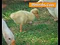 Duck in Trivandrum