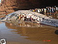 baleine bleu a Sidi Ifni