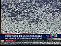 Millones de sardinas muertas en Redondo Beach
