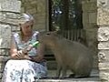 Capybara Eats a Popsicle