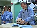 Panda Cub’s Ninth Exam