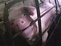 Animal rights group says pigs are being abused by an Iowa company