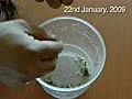 Man Eats 22 Live Scorpions.