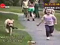 funny dog video