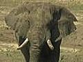 S.A. approve elephant culling