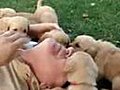 Golden Retriever Puppies Brutally Kill a Guy