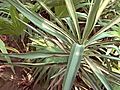 How to Prune a Yucca Plant