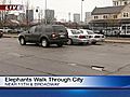 Elephants Take To Streets In Downtown Louisville