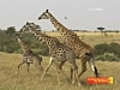 Kenya, safari mode d&#039;emploi