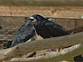 Rooks use hooks to get snacks