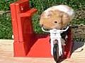 Hamster Rides Toy Bike