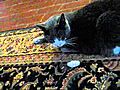 Deppression cat with a dogs bone. DOG IS RAGING IN MENTAL FURY!