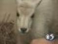 Baby Mountain Goat Rescued From Alaskan Cliff