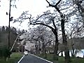 桜満開の海津大崎 8