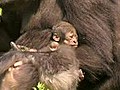 Kleines Gorilla-Baby erfreut Zoo