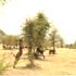 Watershed effort: Rajasthan village battles drought