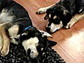 Wheelchair keeps paralyzed pups moving