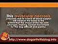 Legg-Perthes Disease - Key Cause of Small Dog Arthritis