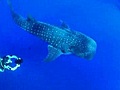 Whale shark in danger off the east African coast