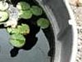 Garden Tips - how to trim a Water Lily