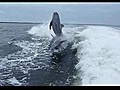 Dolphin Collision