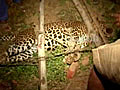 Villagers help save leopard’s life
