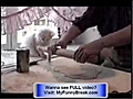 Incredible  -  Very Funny Cats -  great funny cat films
