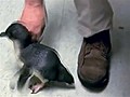 Baby penguin laughs as it gets tickled