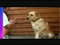 Droles animaux