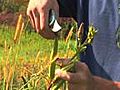 Vegetable & Fruit Gardening : How to Grow Okra