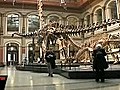 Naturkunde-Museum präpariert Knut für die Ewigkeit